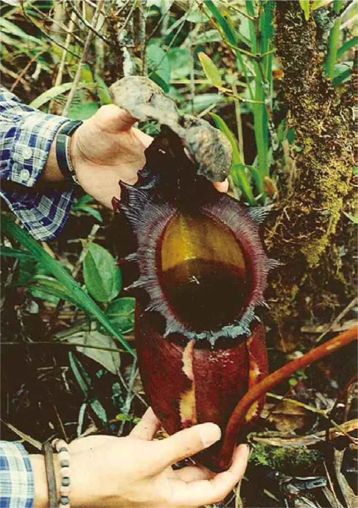 西畠さんがキナバル山に初めて登ったのは21歳のとき。植物に「物心つく」きっかけとなったボルネオの食虫植物ネペンテス・ラジャ(世界一大きなウツボカズラ)。